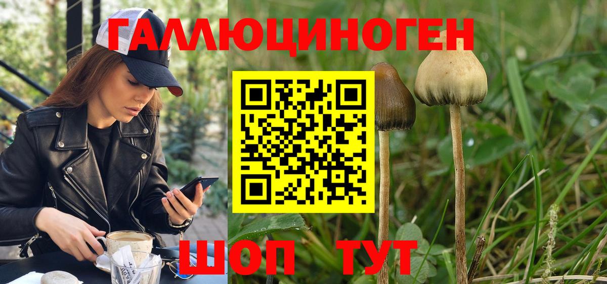 Курган  Галлюциногенные грибы Psilocybe  Вход с VPN 
